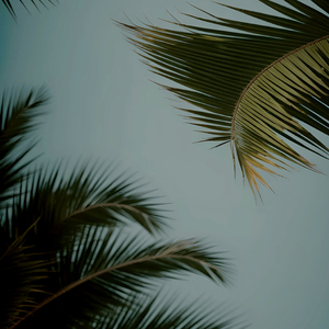 欧美性壮毛熊同性men
